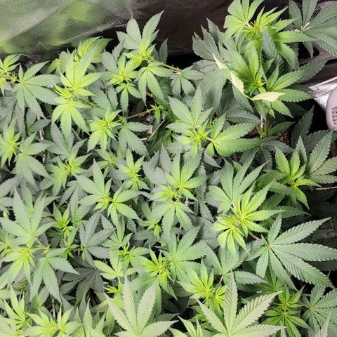 Granddaddy Purple growlog timeline photo