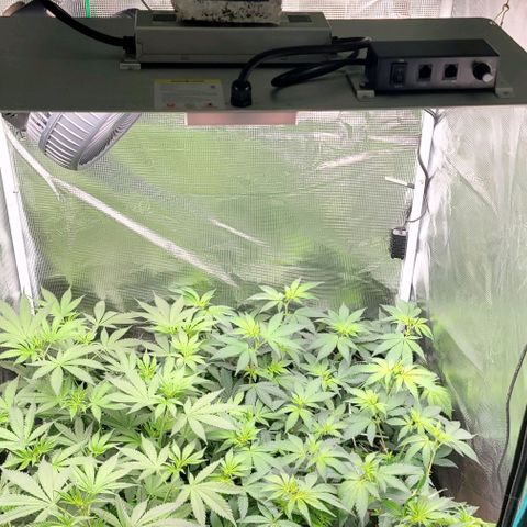 Granddaddy Purple growlog timeline photo