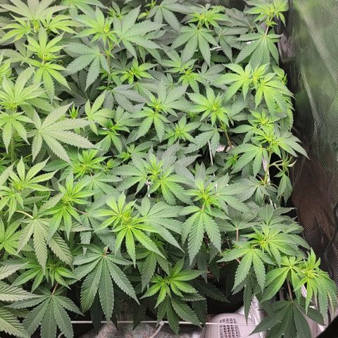 Granddaddy Purple growlog timeline photo