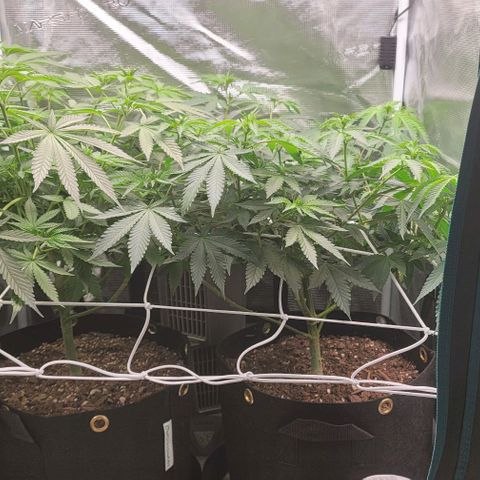 Granddaddy Purple growlog timeline photo