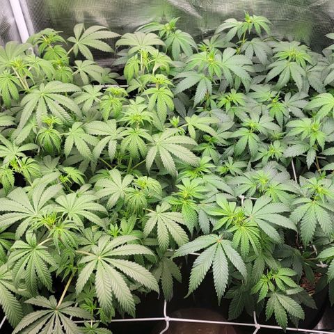 Granddaddy Purple growlog timeline photo