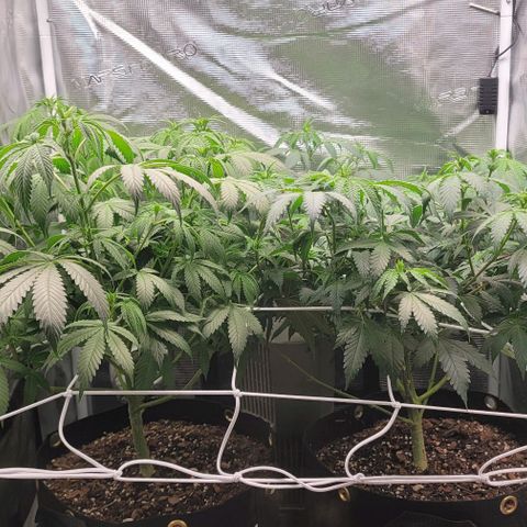 Granddaddy Purple growlog timeline photo