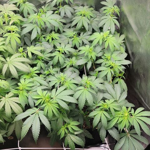 Granddaddy Purple growlog timeline photo
