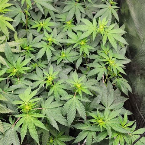 Granddaddy Purple growlog timeline photo