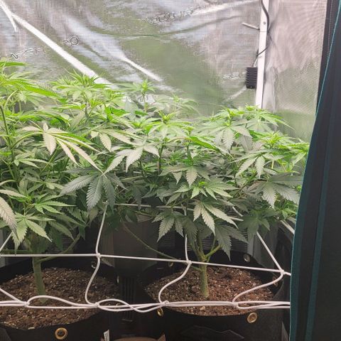 Granddaddy Purple growlog timeline photo
