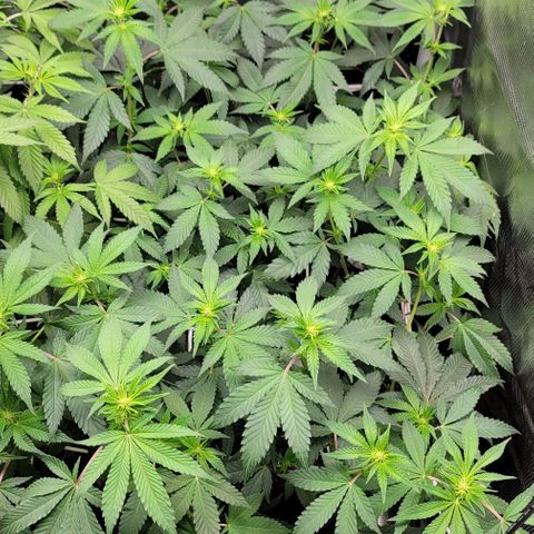 Granddaddy Purple growlog timeline photo