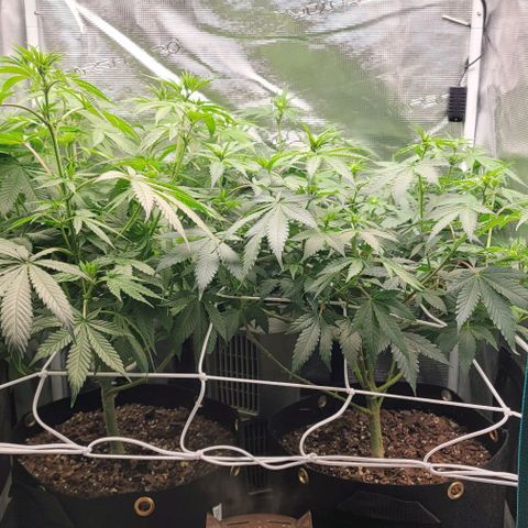 Granddaddy Purple growlog timeline photo