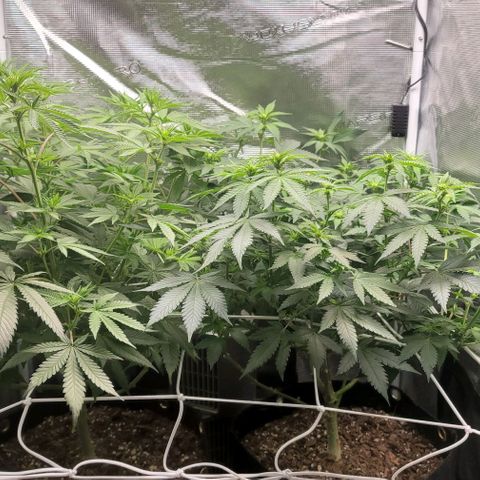 Granddaddy Purple growlog timeline photo