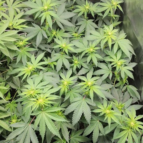 Granddaddy Purple growlog timeline photo