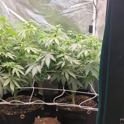 Granddaddy Purple growlog timeline photo