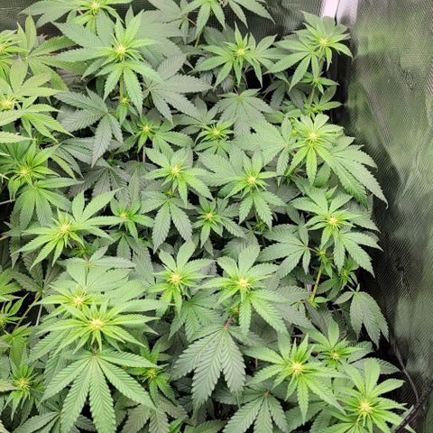 Granddaddy Purple growlog timeline photo
