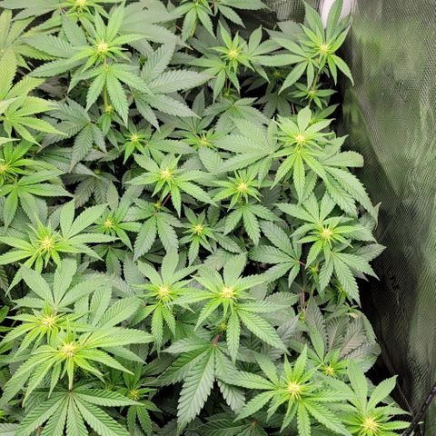 Granddaddy Purple growlog timeline photo