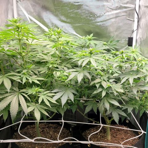 Granddaddy Purple growlog timeline photo