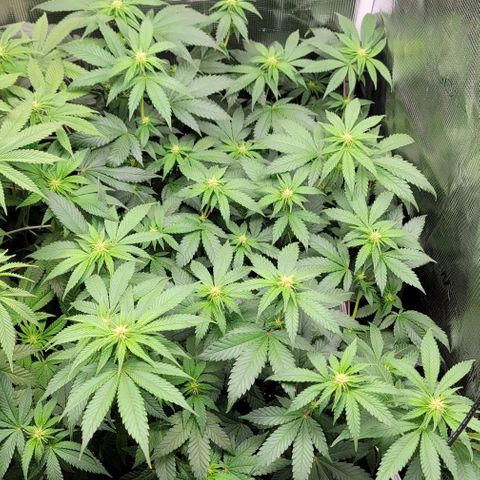 Granddaddy Purple growlog timeline photo