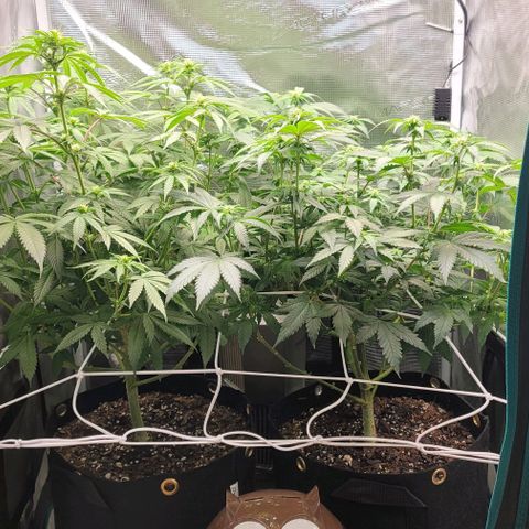 Granddaddy Purple growlog timeline photo