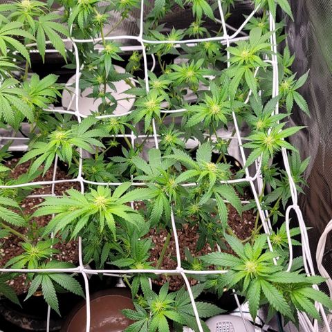 Granddaddy Purple growlog timeline photo