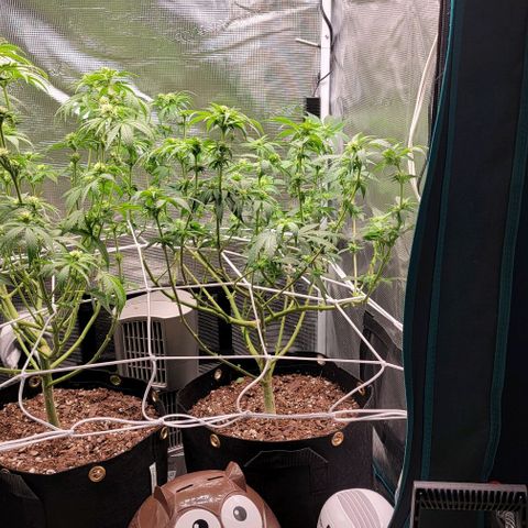 Granddaddy Purple growlog timeline photo