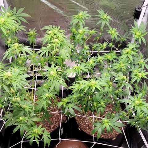 Granddaddy Purple growlog timeline photo