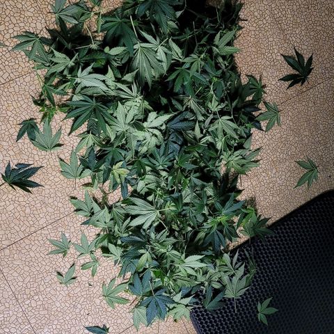 Granddaddy Purple growlog timeline photo