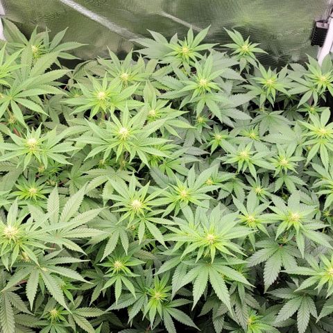Granddaddy Purple growlog timeline photo