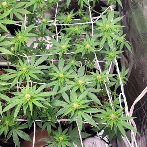 Granddaddy Purple growlog timeline photo