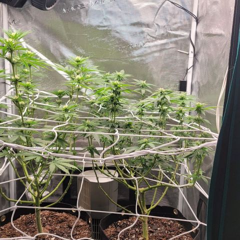 Granddaddy Purple growlog timeline photo