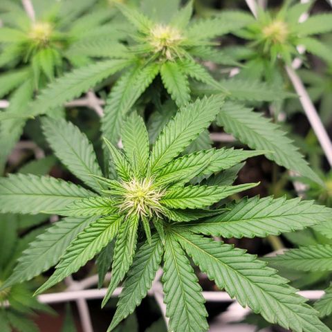 Granddaddy Purple growlog timeline photo