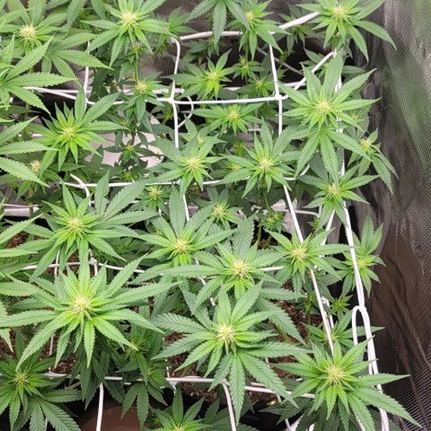 Granddaddy Purple growlog timeline photo