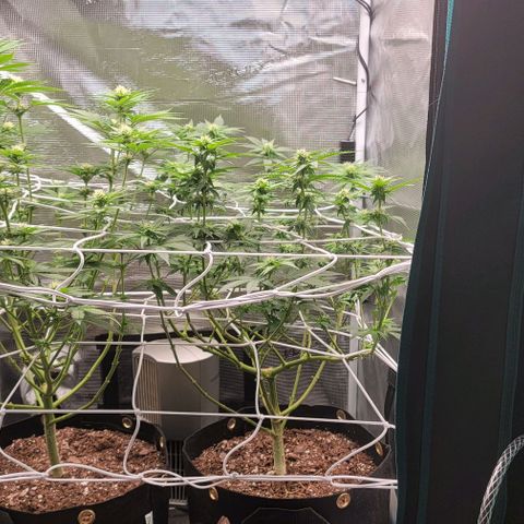 Granddaddy Purple growlog timeline photo