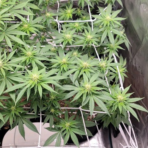 Granddaddy Purple growlog timeline photo