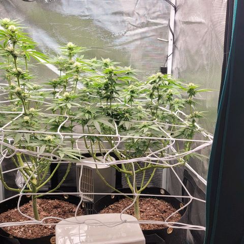 Granddaddy Purple growlog timeline photo