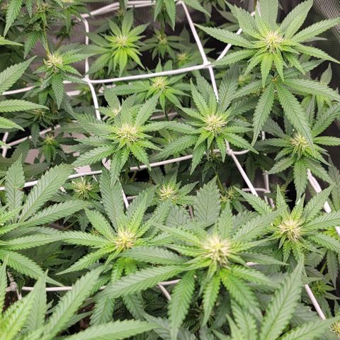 Granddaddy Purple growlog timeline photo