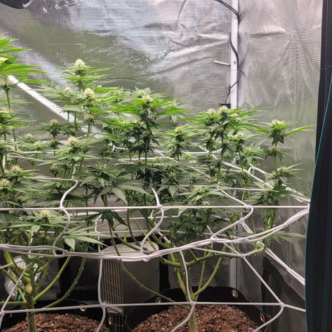 Granddaddy Purple growlog timeline photo