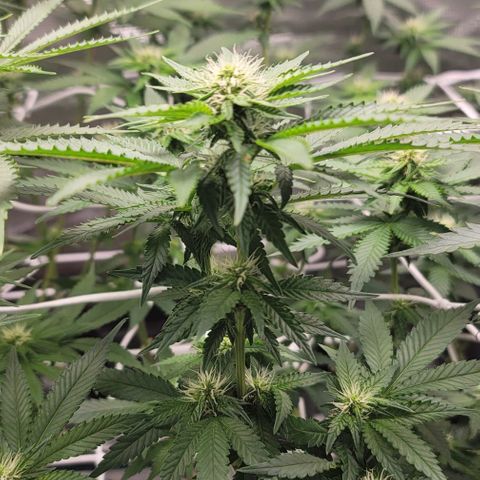 Granddaddy Purple growlog timeline photo