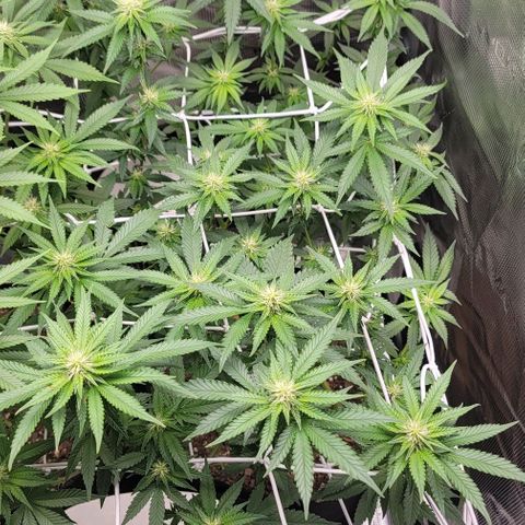 Granddaddy Purple growlog timeline photo