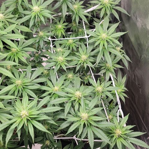Granddaddy Purple growlog timeline photo