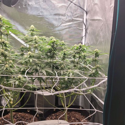 Granddaddy Purple growlog timeline photo