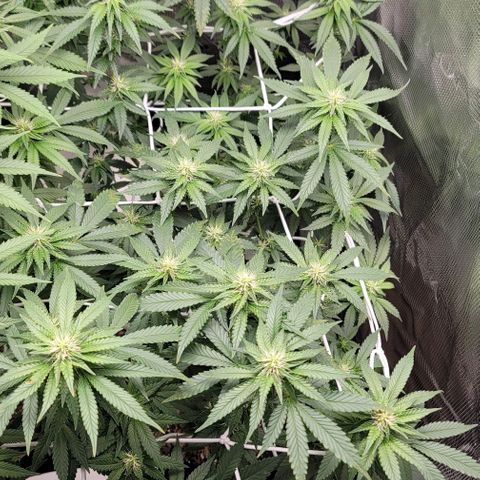 Granddaddy Purple growlog timeline photo