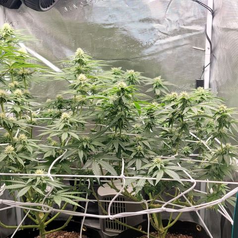 Granddaddy Purple growlog timeline photo