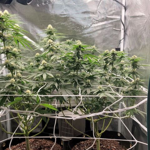 Granddaddy Purple growlog timeline photo