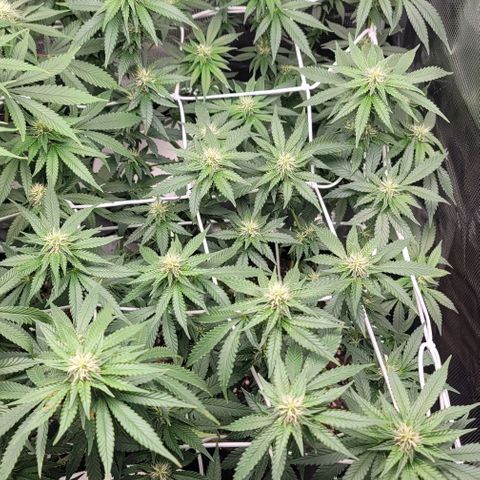 Granddaddy Purple growlog timeline photo
