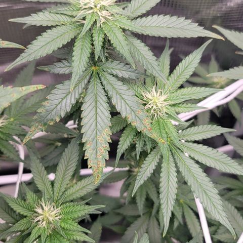 Granddaddy Purple growlog timeline photo