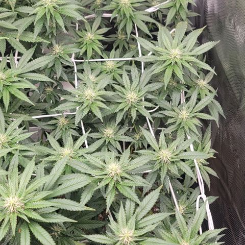 Granddaddy Purple growlog timeline photo