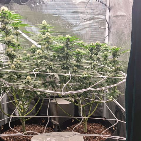 Granddaddy Purple growlog timeline photo
