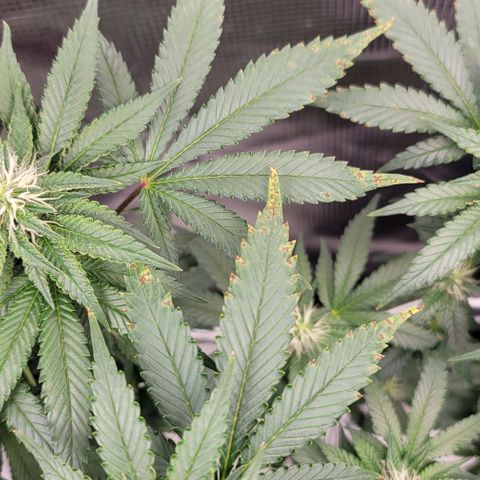 Granddaddy Purple growlog timeline photo