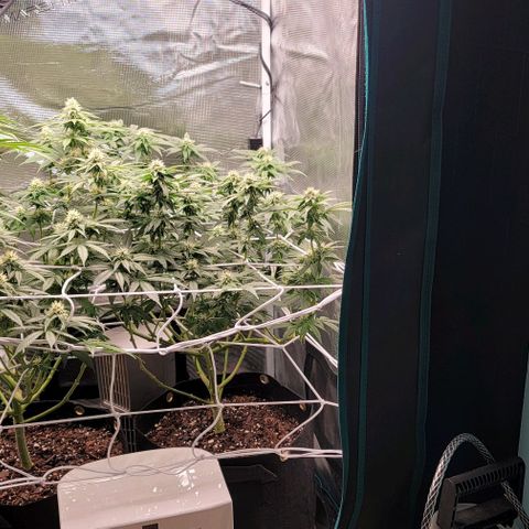Granddaddy Purple growlog timeline photo
