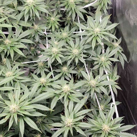 Granddaddy Purple growlog timeline photo