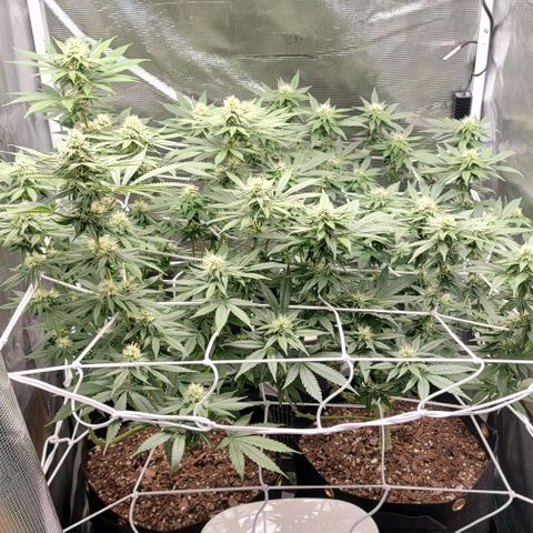 Granddaddy Purple growlog timeline photo