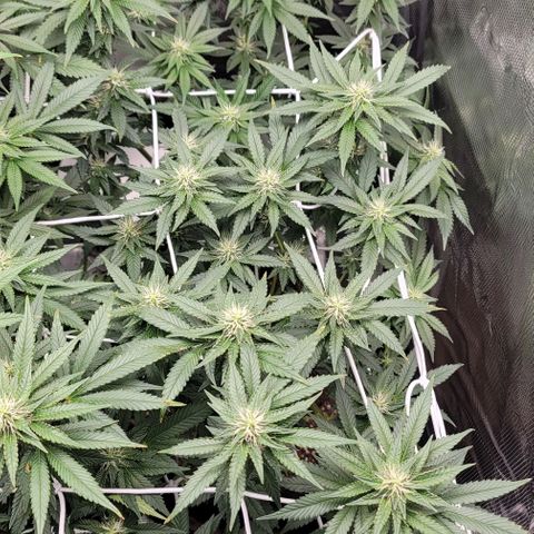 Granddaddy Purple growlog timeline photo