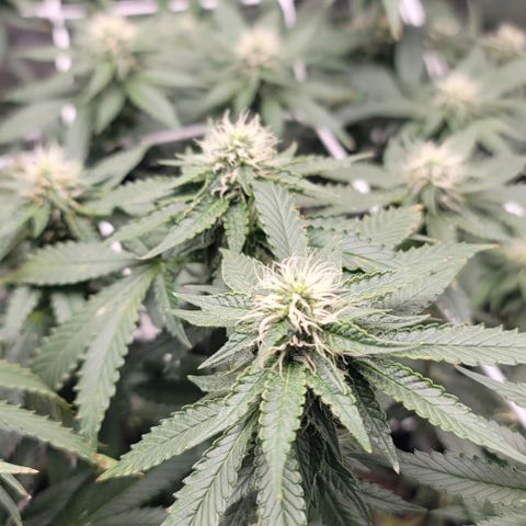 Granddaddy Purple growlog timeline photo